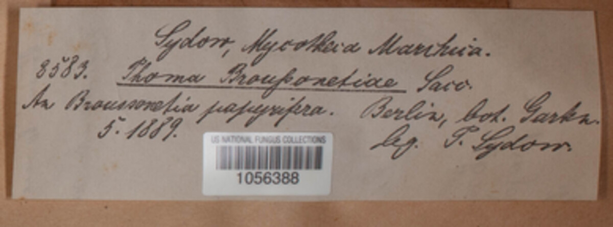 Phomopsis broussonetiae image